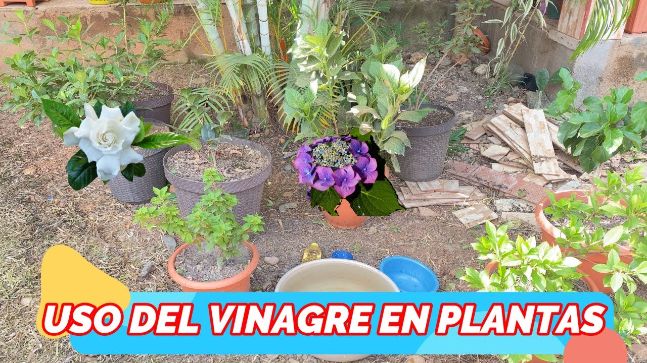 COMO HACER LA TIERRA ACIDA, USO DE VINAGRE EN PLANTAS