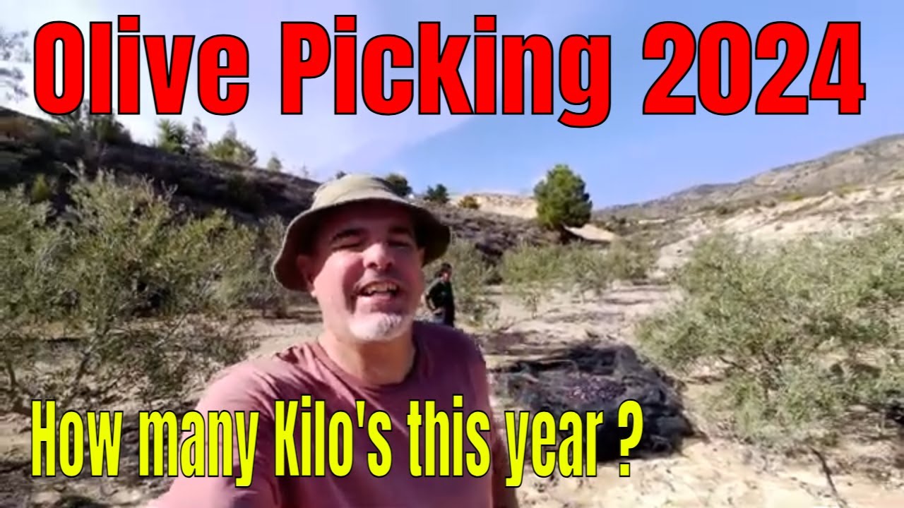 Olive Picking in Spain #offgridliving