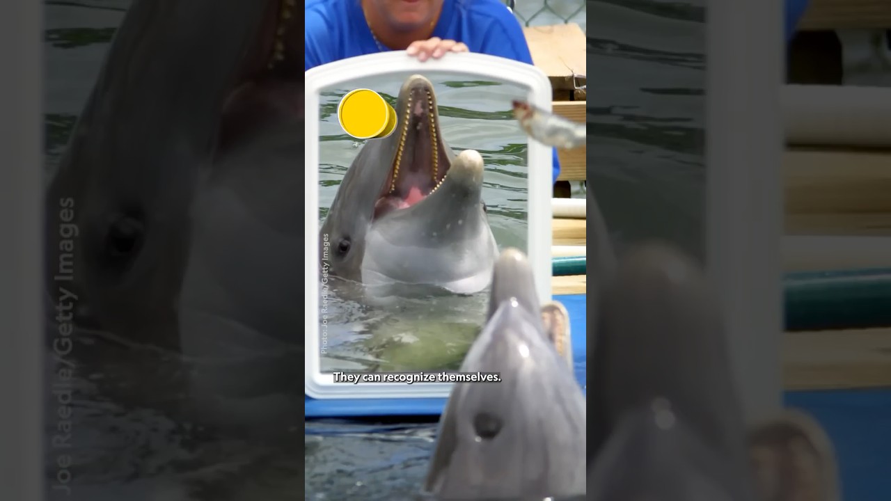 Уход за кожей? Нет. Финансовый уход. 🐬 #ДельфиныКрупнымПортретам #БертиГрегори