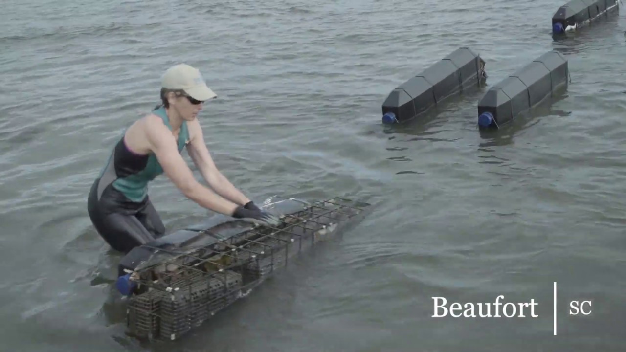 Oyster Farming in the South