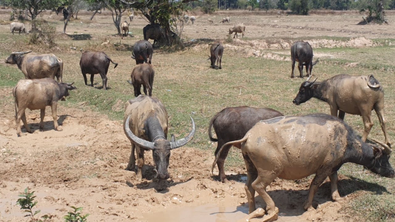 Many large buffaloes eat grass in the rice fields.🐃🐃