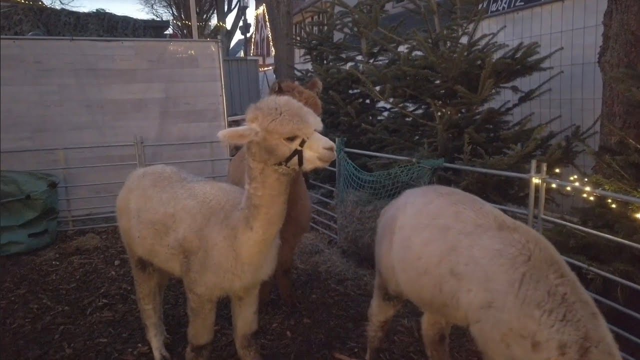 Weihnachtsmarkt auf Burg Fehmarn 13.Dez.25