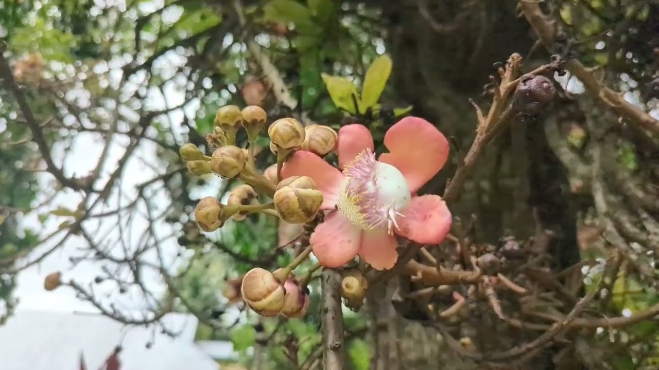 Paronella park, Queensland, Australia | Part - 03 | A tropical garden of a Spanish lover