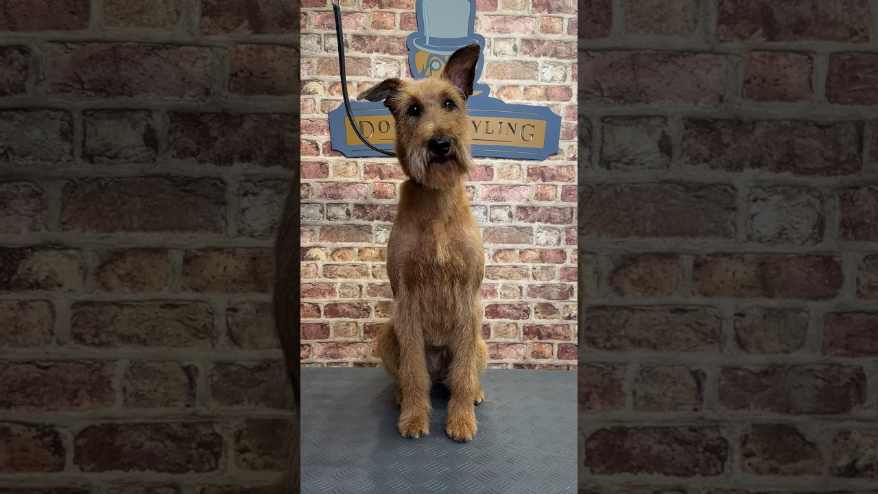 Doggy Daily, выпуск 333: ирландский терьер Аойфе 🐾 #irishterrier #handstripping #doggrooming