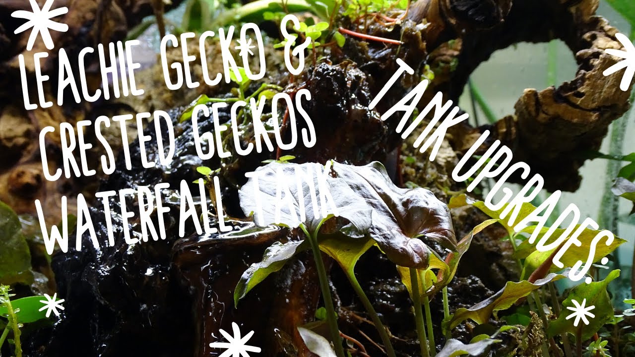 How I made a Waterfall Bioactive Crested Gecko Tank