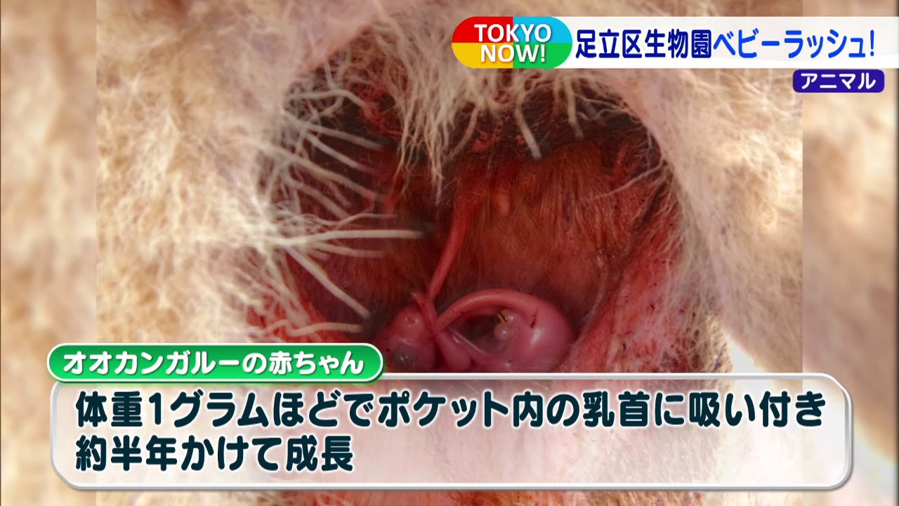 コロナ禍で休園中でも元気いっぱい　足立区生物園はベビーラッシュ