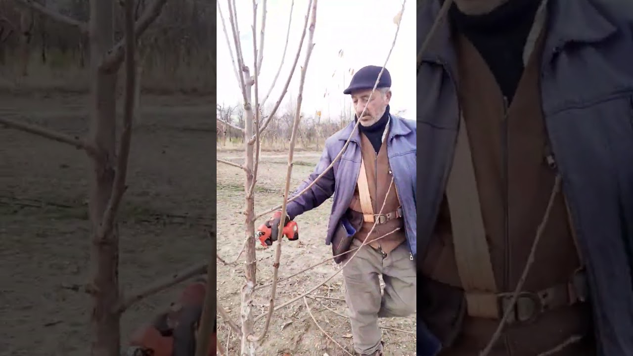 #Güven #budama #grubu #Fidan #budama #videoları#bodur #kiraz #fidan