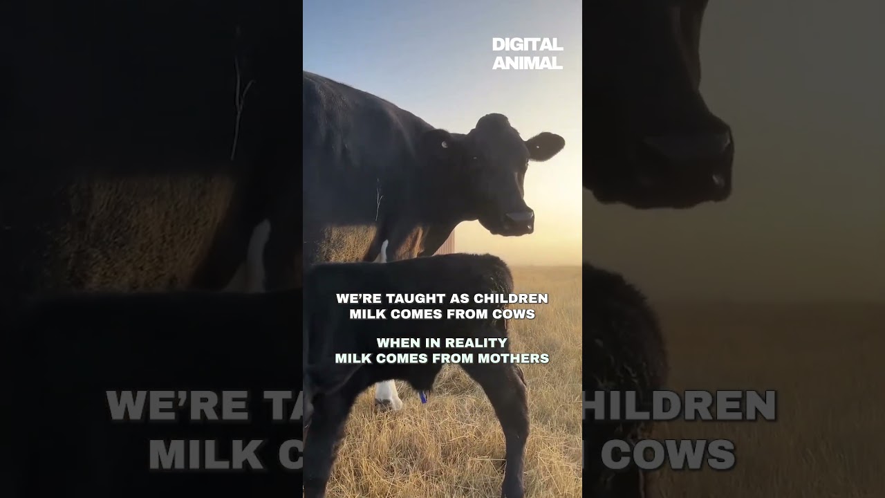 Dairy Exploits Motherhood 🐄