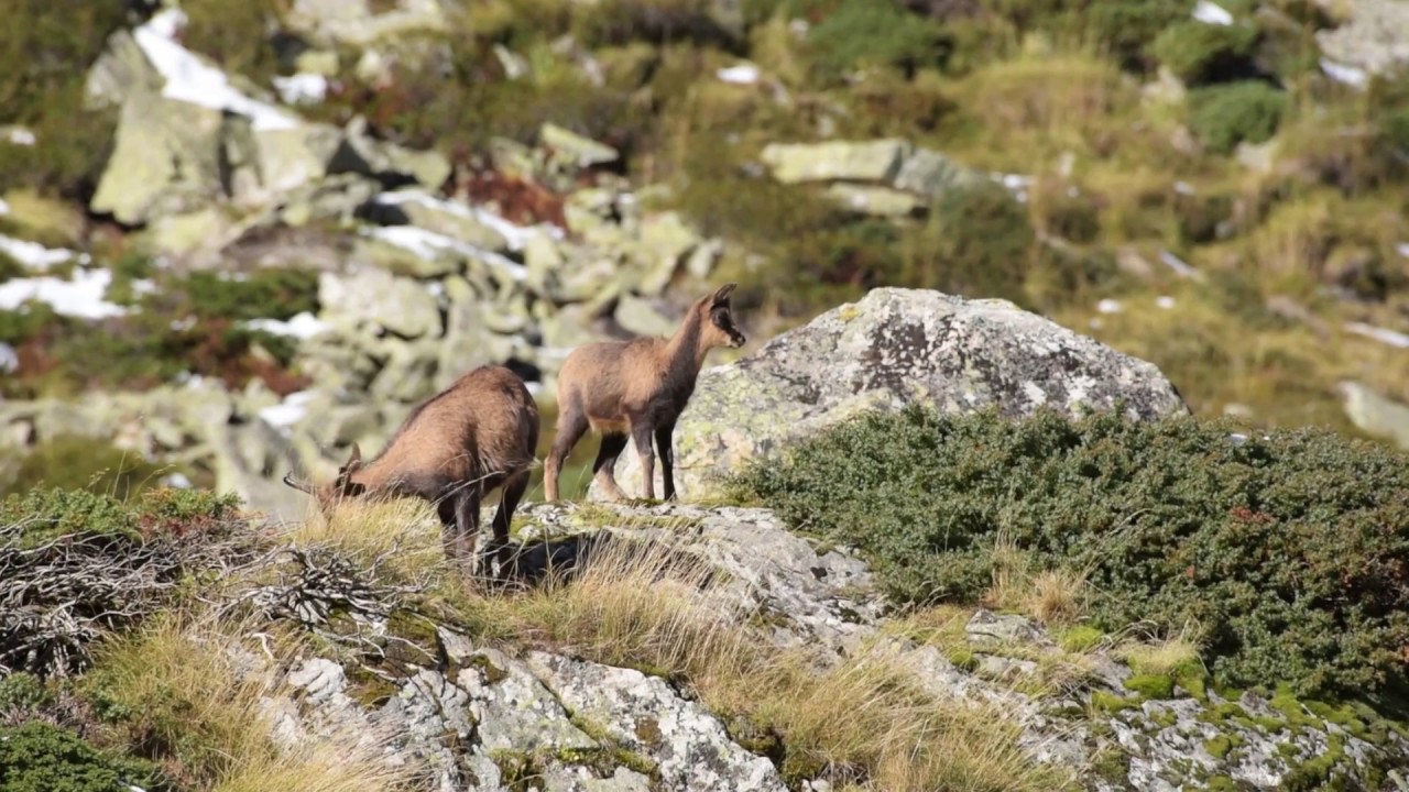 Le quotidien des isards en période de rut