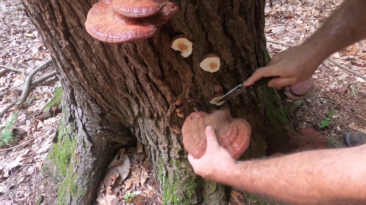 ASMR | Foraging Wild Mushrooms🍄 | Reishi Stairway To Heaven!