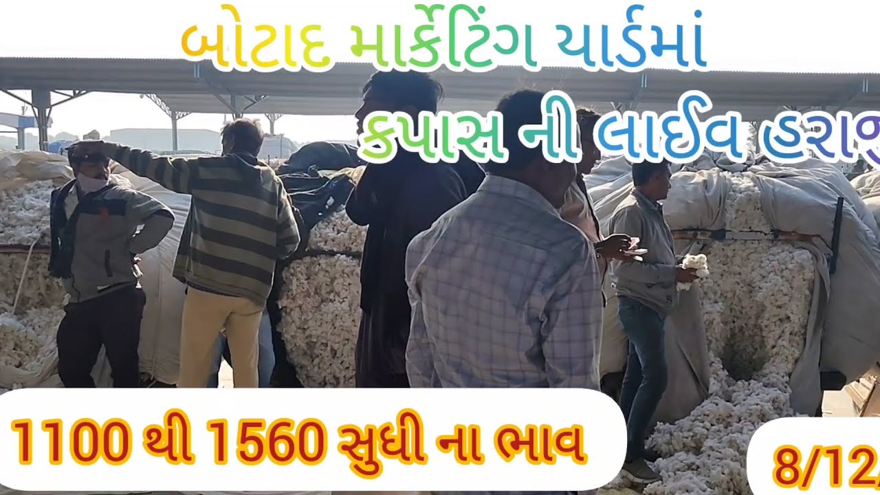 8/12/2025 બોટાદ માર્કેટિંગ યાર્ડમાં કપાસ ની લાઈવ હરાજી #botadapmc #cotton #farming #agriculture 