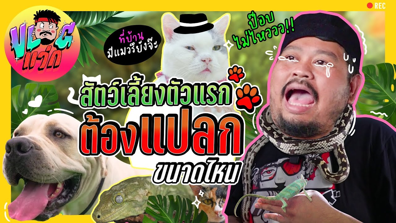 VLOGแว่ก | ตามล่าหาสัตว์เลี้ยงตัวแรก จะแปลกแค่ไหน? แถมต้องวัดความรู้รอบตัวของสัตว์ต่างๆ ด้วย ไหวม้าย