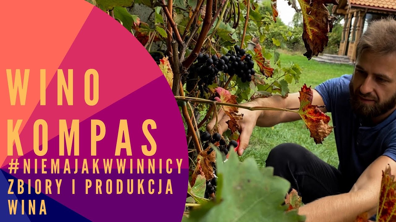 #NIEMAJAKWWINNICY - ZBIORY I PRODUKCJA WINA