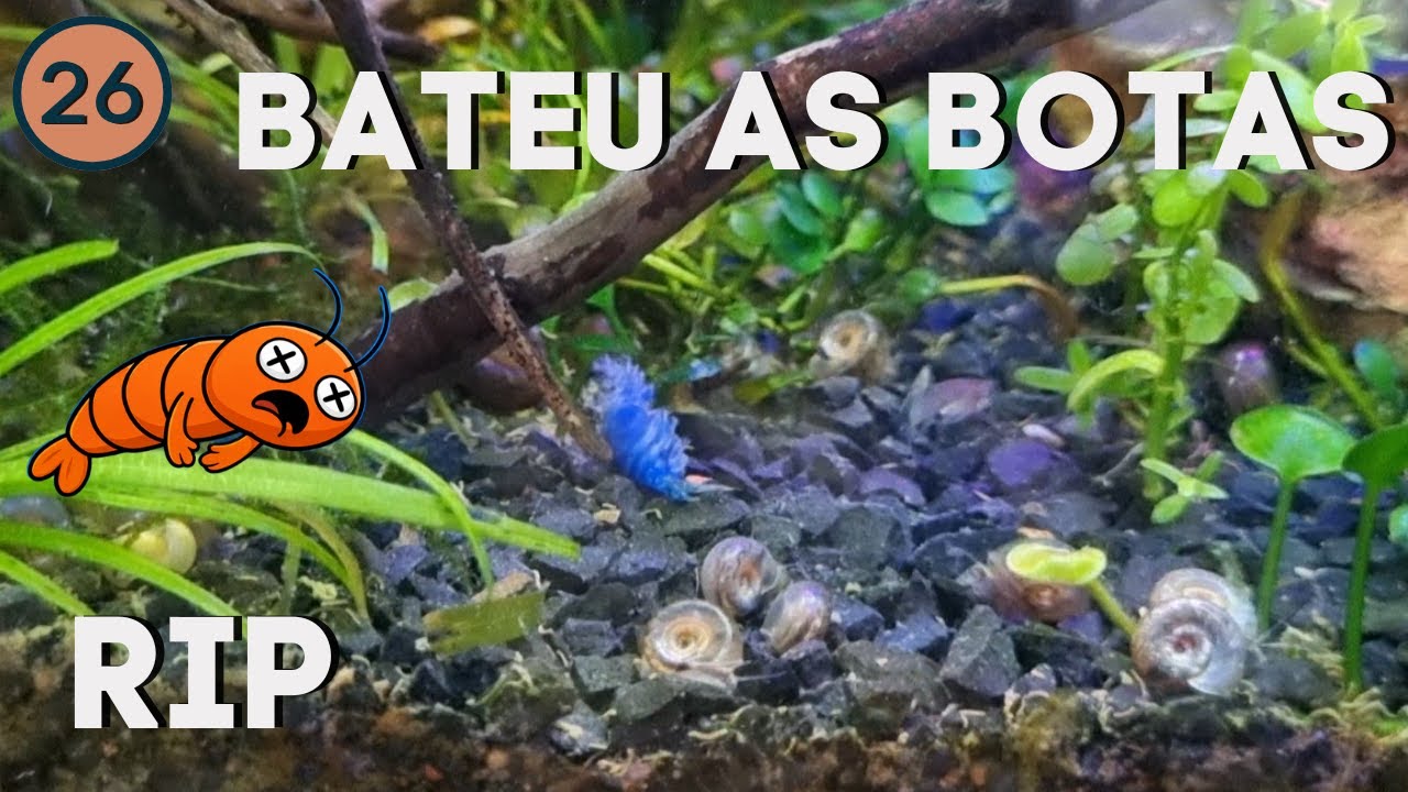 Um camarão neocaridina nos deixou! RIP | Vlog 26