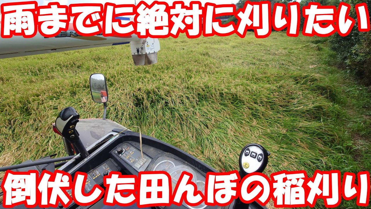 想像以上の負荷に苦戦。ぺちゃんこ倒伏の田んぼ。#稲刈り 
