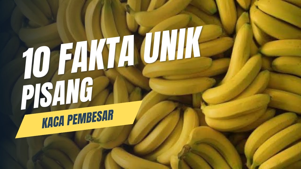PISANG BUKAN POHON? INILAH 10 FAKTA UNIK PISANG #pisang