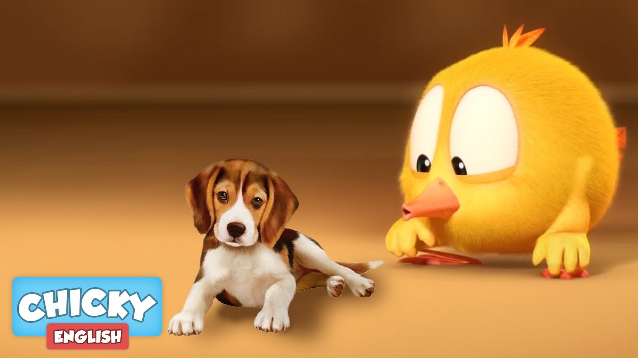 Where's Chicky? Funny Chicky 2020 | DOG SITTER | Chicky Cartoon in English for Kids