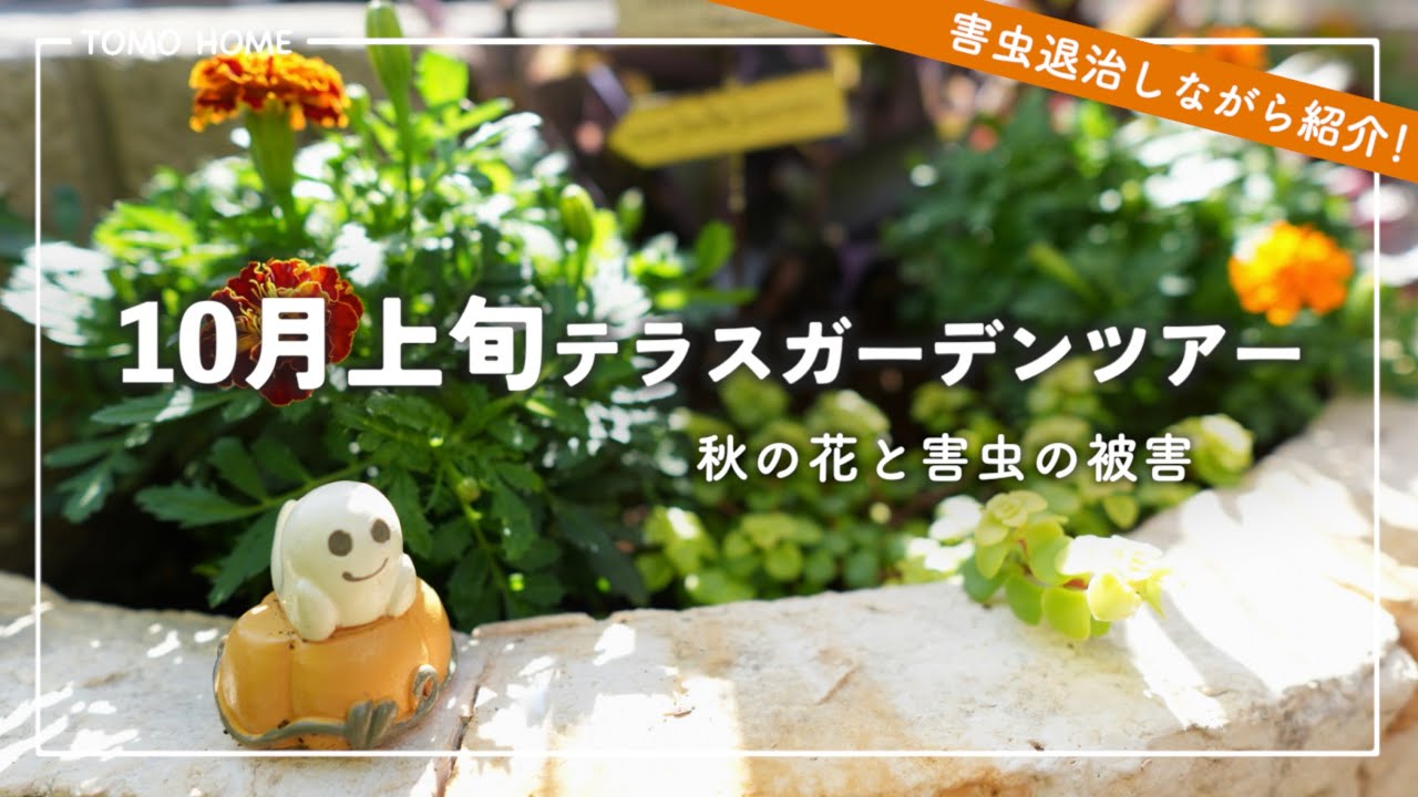 10月上旬のテラスガーデンツアー・秋の花と最近の害虫被害も紹介