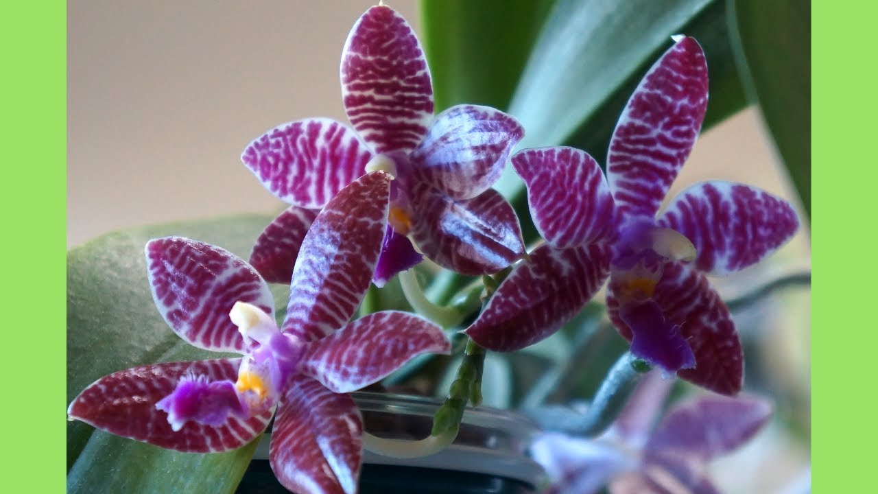 Orchid - How I Care for My Fragrant Phal. lueddemanniana x Nicegirl | Orchid Growing Care Tips