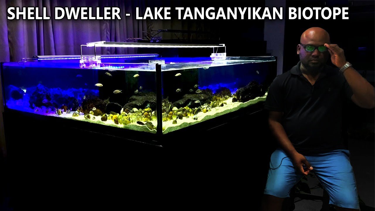 EXOTICS | SHELL/ROCK DWELLER | LAKE TANGANYIKA BIOTOPE | CHENNAI AQUARIUM