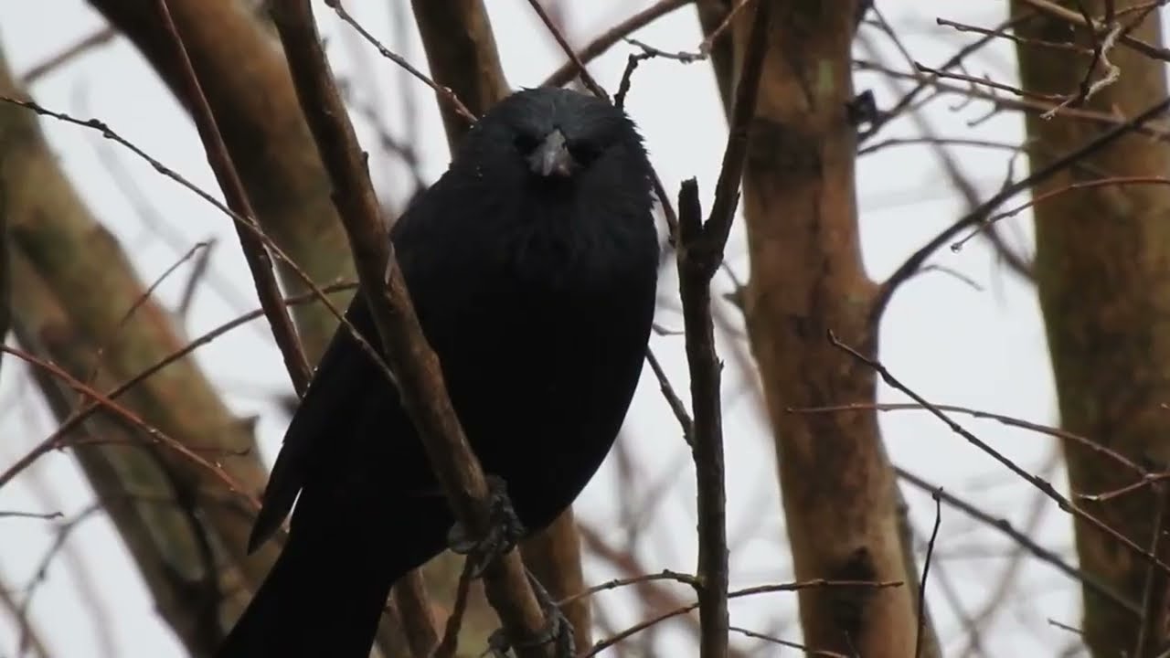 PÁSSARO PRETO CANTANDO 