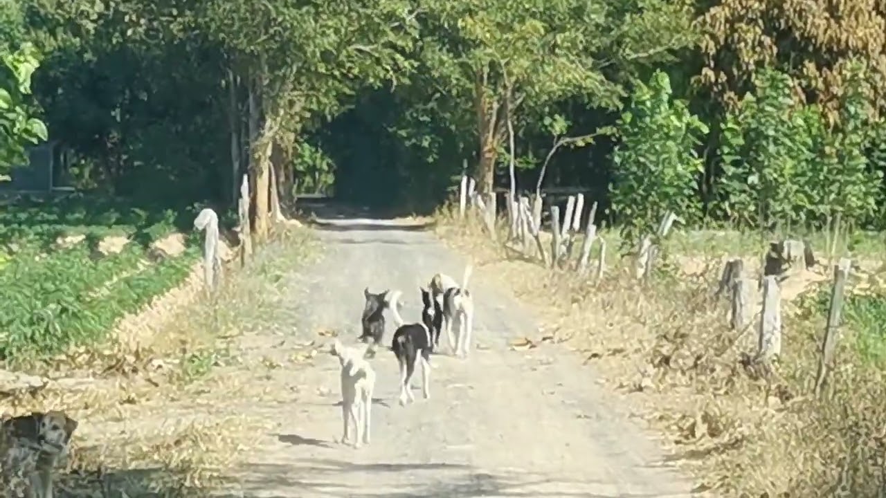a pack of dogs walking down the street, Phu Sing Sisaket Thailand 🇨🇷