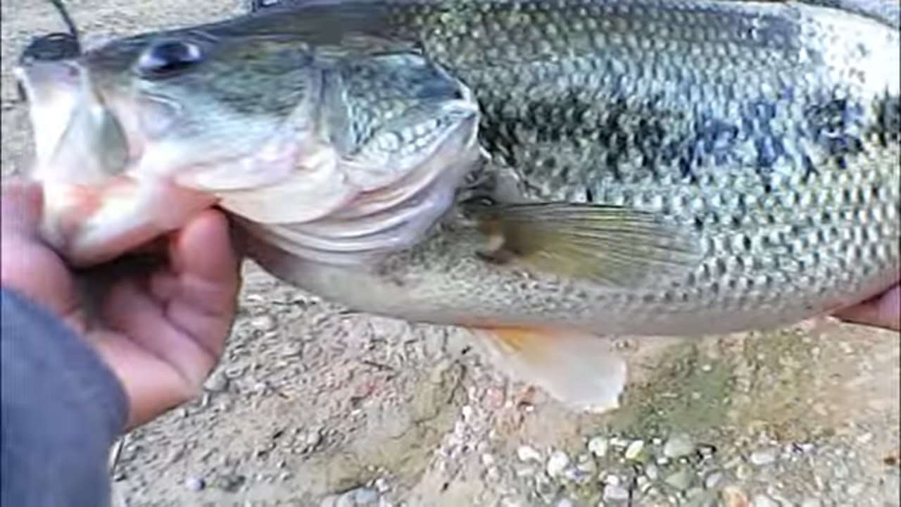 Bass Fishing Non Stop Action