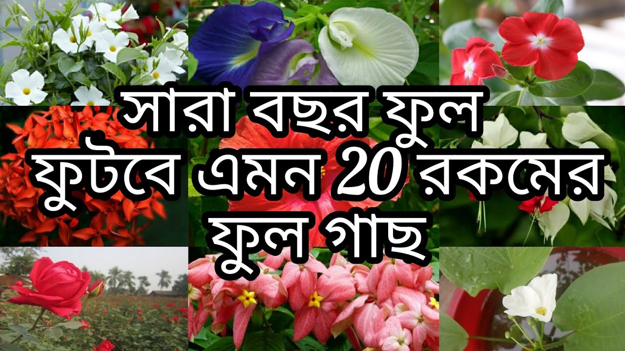 সারা বছর ফুল ফুটবে এই 20টি ফুল গাছ থেকে|🌷|সেরা 20টি ফুল গাছ আপনার বাগানে থাকলে বাগান ফুলে ভরে যাবে