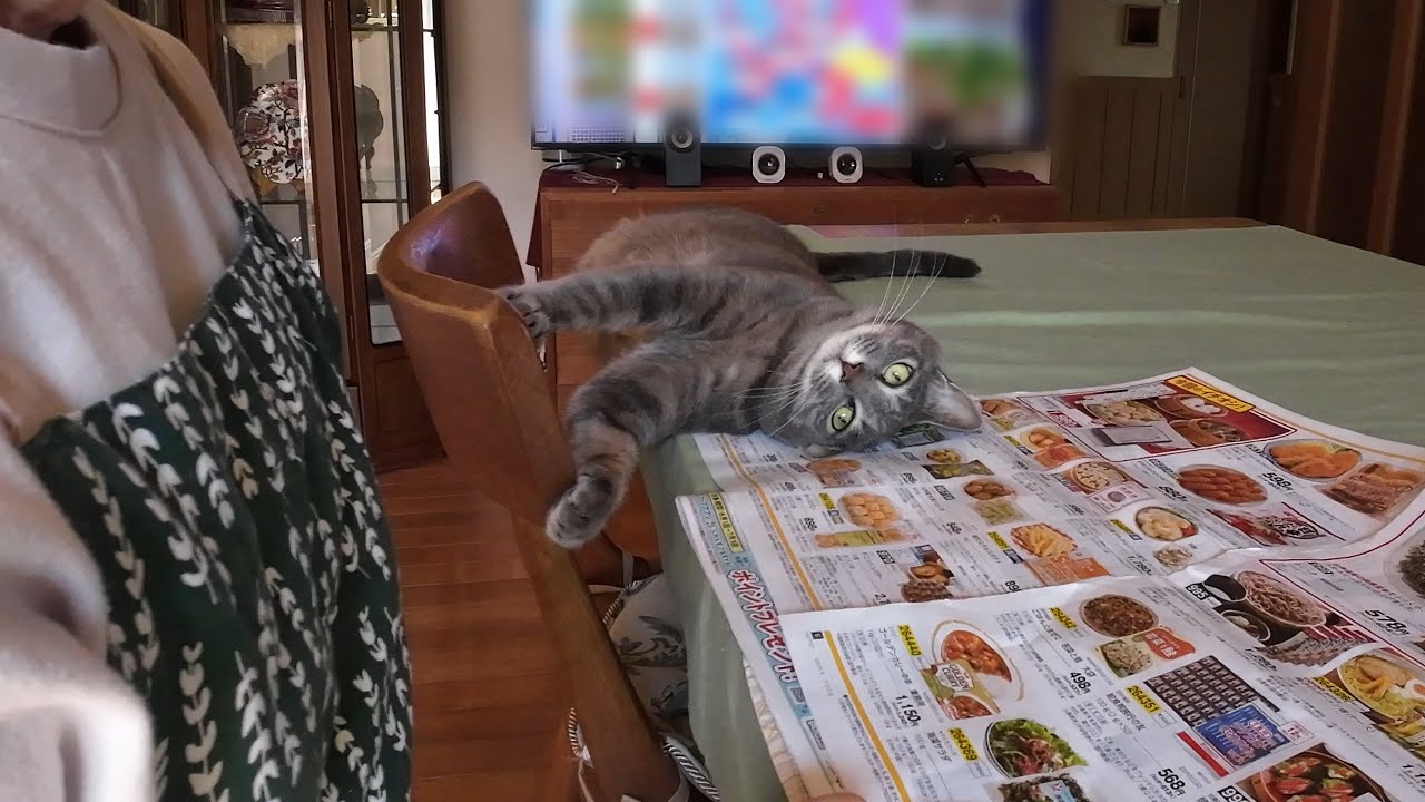 甘えん坊猫「はなちゃん」とばーばのゆっくり穏やかな一日