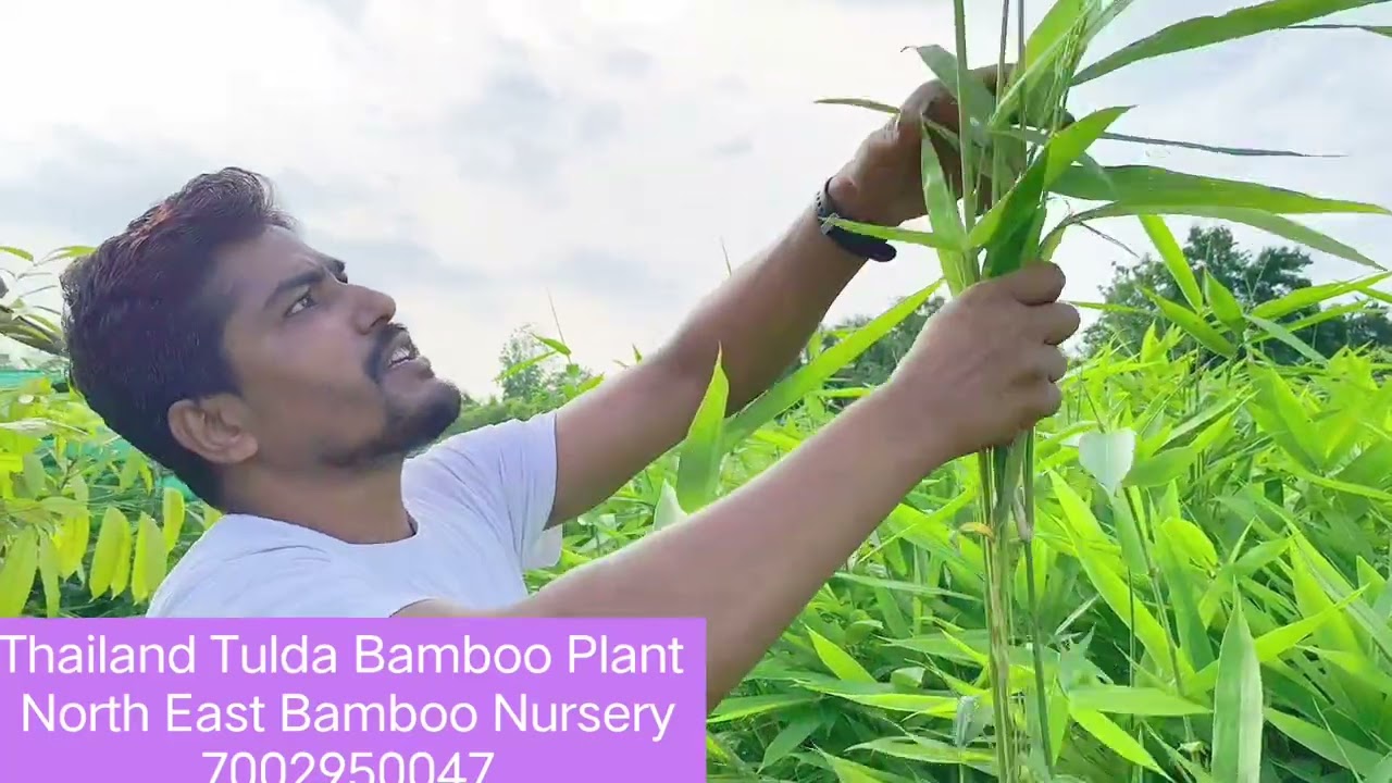 Thailand Tulda Bamboo Plant Height 5 feet 12 feet take plant available north East Bamboo Nursery,