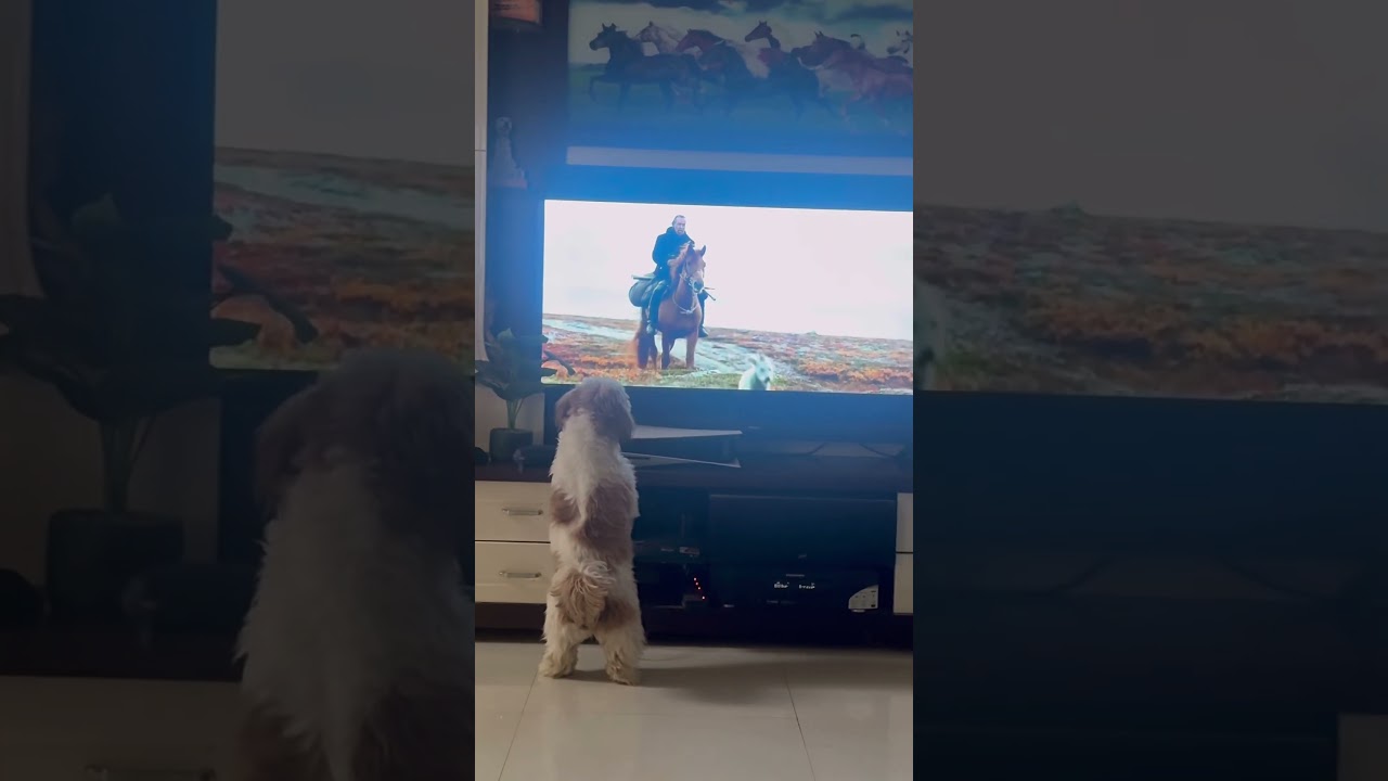 😆My pet is a movie buff🐾