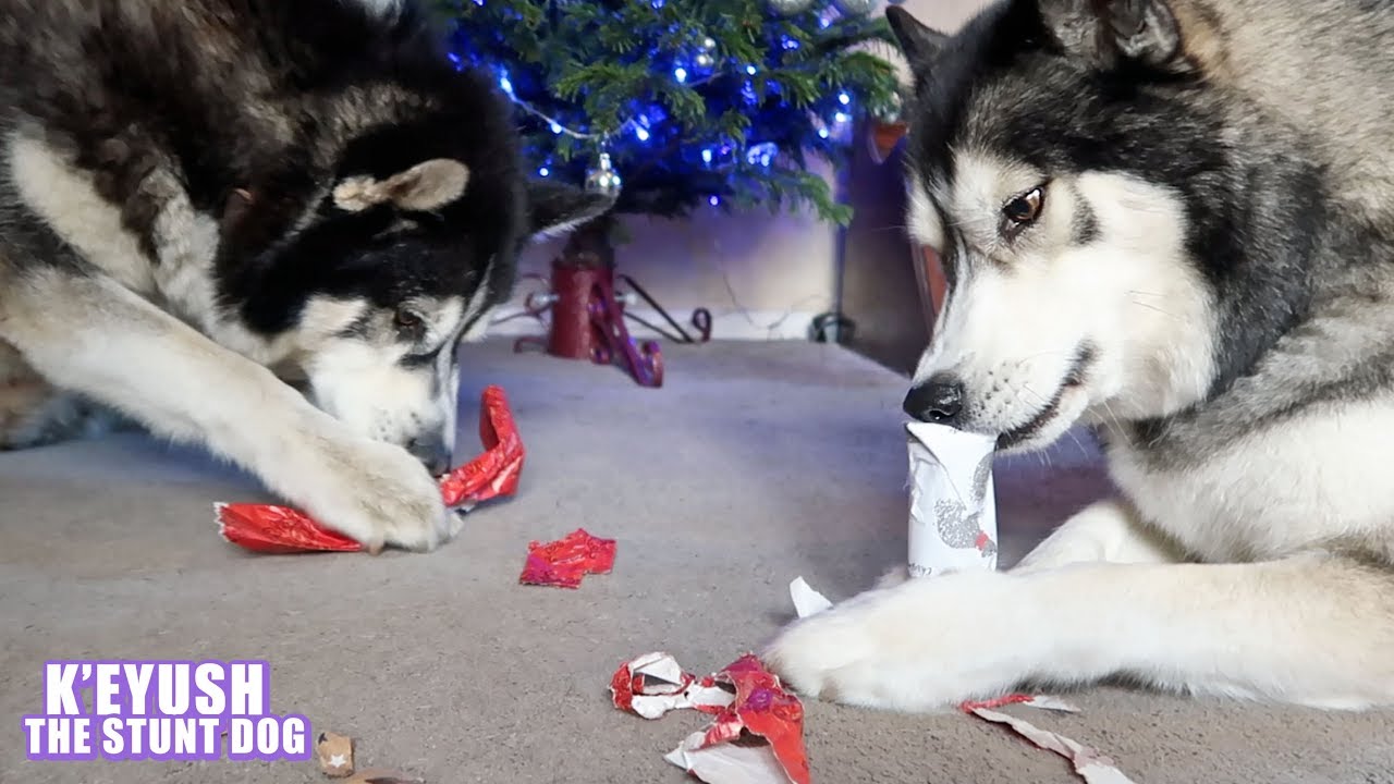 Huskies Open Each Other's Christmas Gifts!