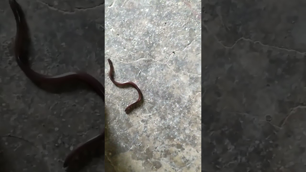 Worm Snake #savesnake #nature #snake #wormsnake #snakesofindia