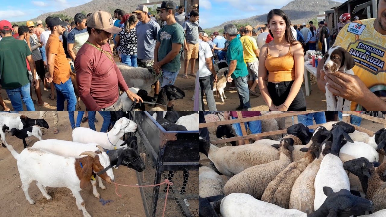 Feira de Animais da Vila do jerimum,à melhor da região. Taquaritinga do Norte PE 01/02/2026.