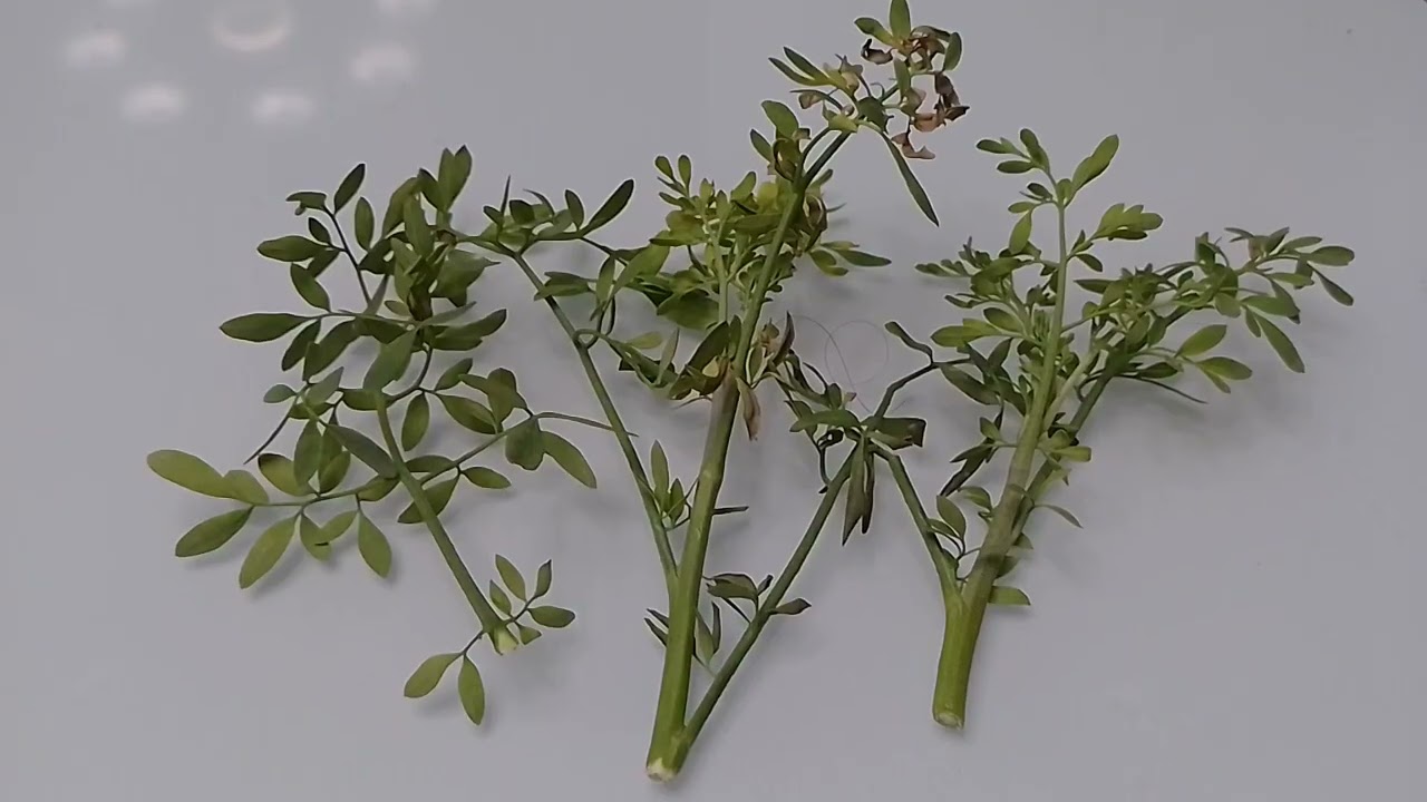 15 TIPO DE BRUJERÍA QUE SE CURAN CON LA PLANTAS RUDA  de ESTA MANERA