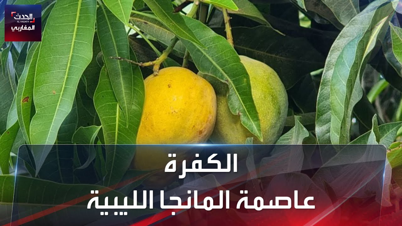 الكفرة.. عاصمة المانجا الليبية