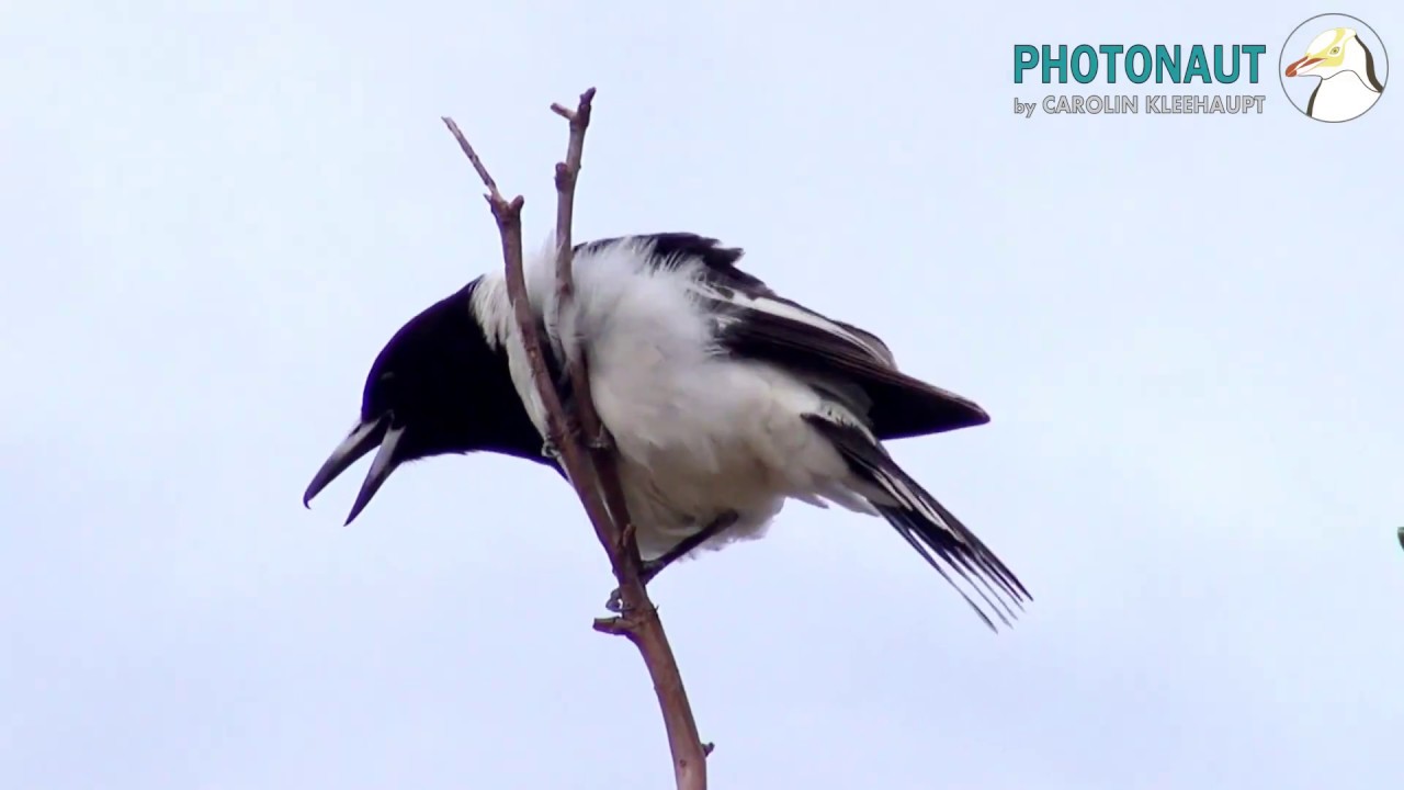 Amazing Singing Performance by Four Pied Butcherbirds, Western Australia