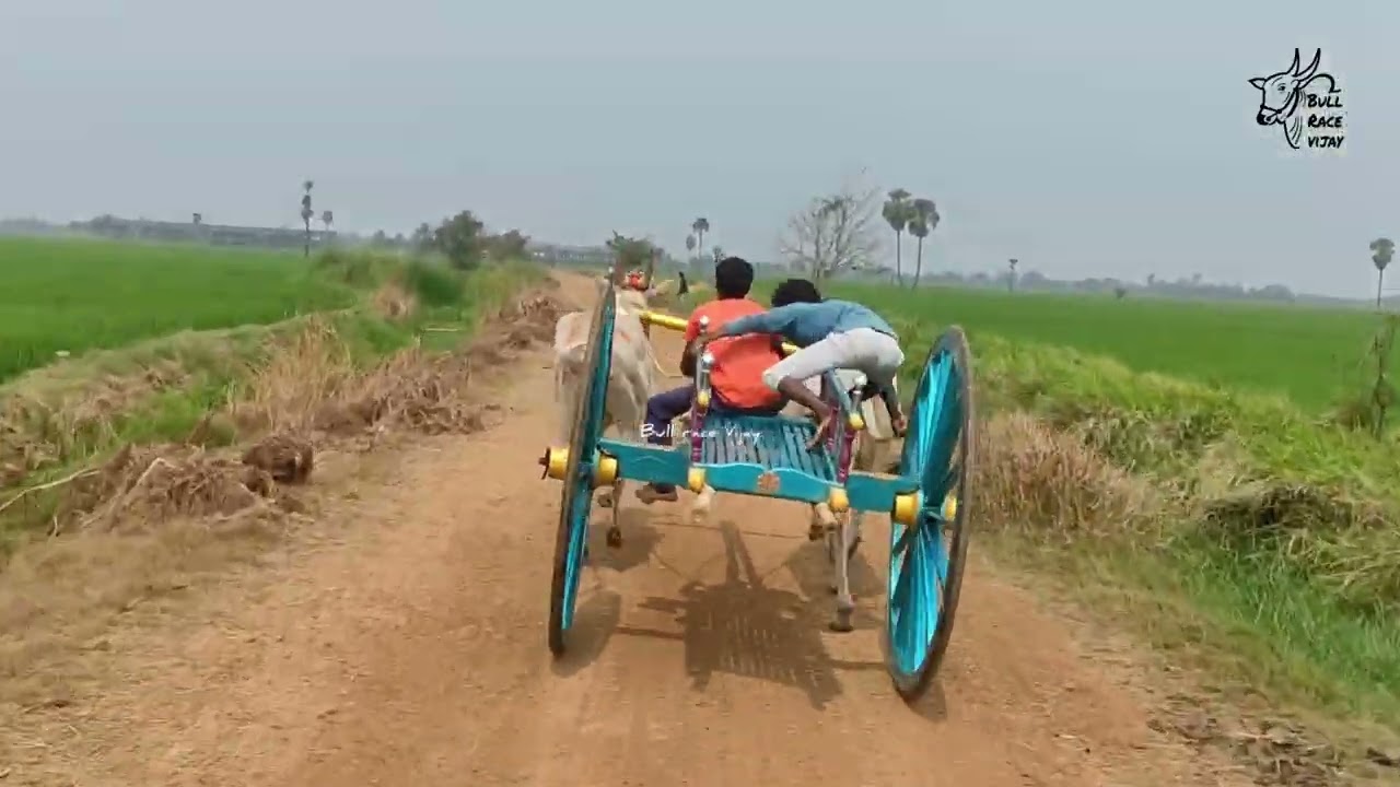 చేబ్రోలు రాష్ట్రస్థాయి ఎడ్ల పందెం జూనియర్స్🐂🏆🐂5.27.41@కొడవలి ఇందేశమ్మ తల్లి బుల్స్@BULLRACEvijayAP 