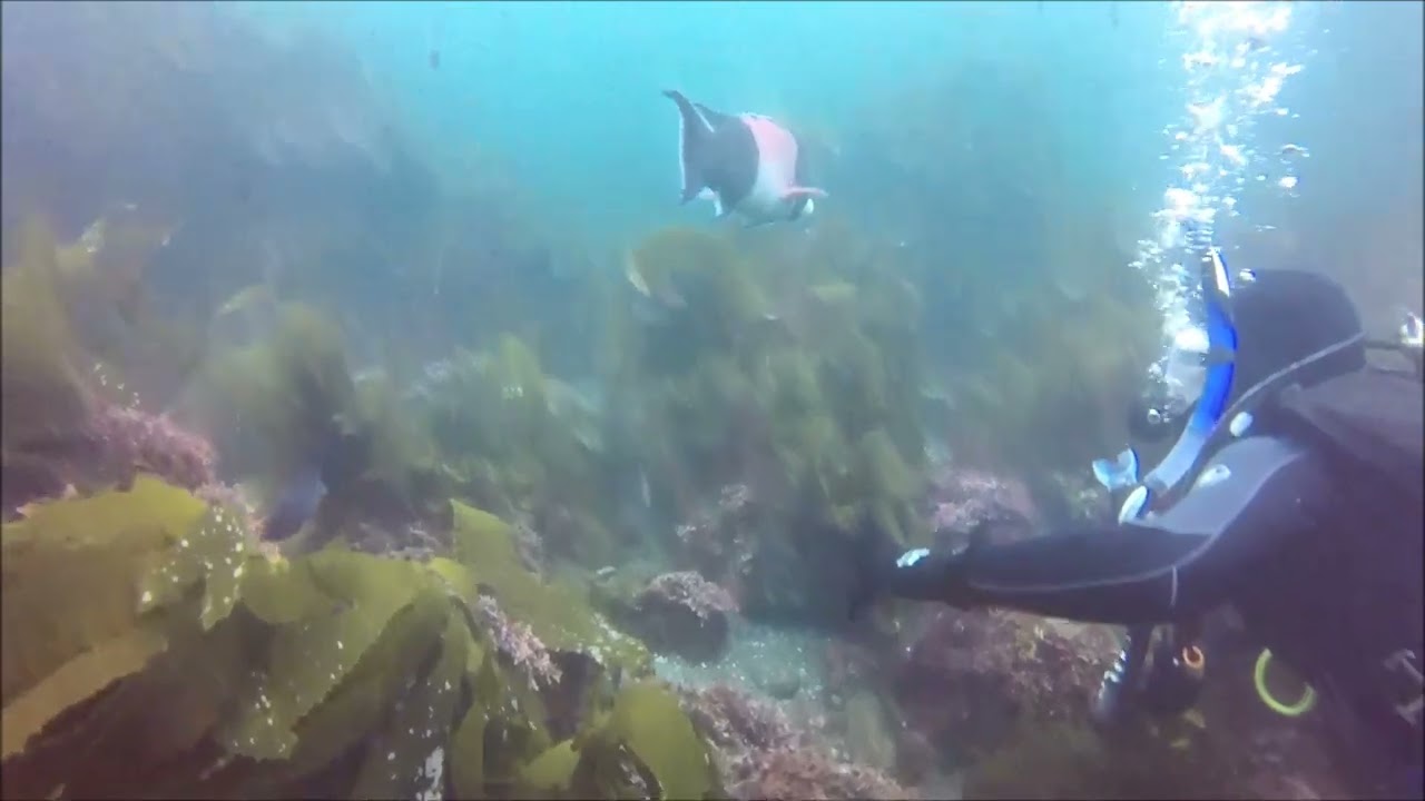 SCUBA DIVING WITH BEAUTIFUL GARIBALDI FISH II