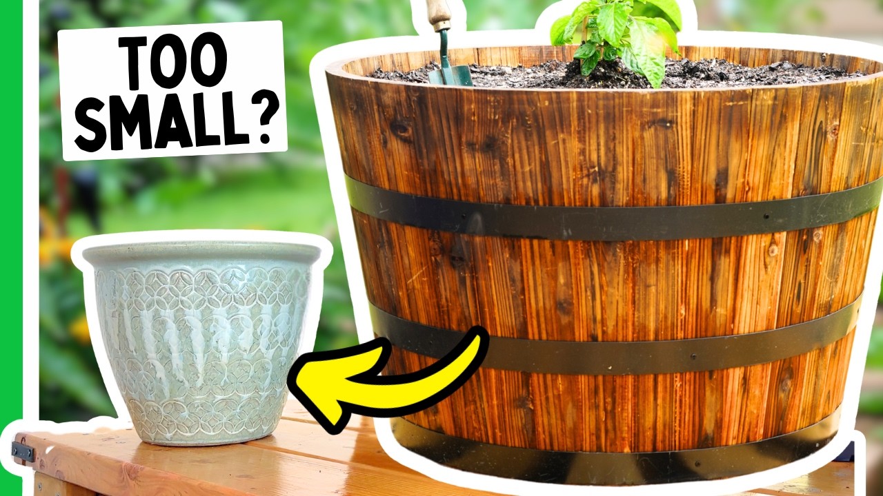 The PERFECT Container Size For Every Pepper Plant