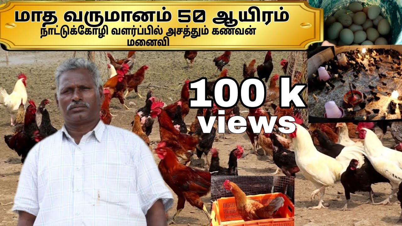 2000 நாட்டுக்கோழிகள் மாதம் 50 ஆயிரம் 🐣🐓 // nattu kozi valarpu in tamil // நாட்டுக்கோழி விற்பனைக்கு 💢