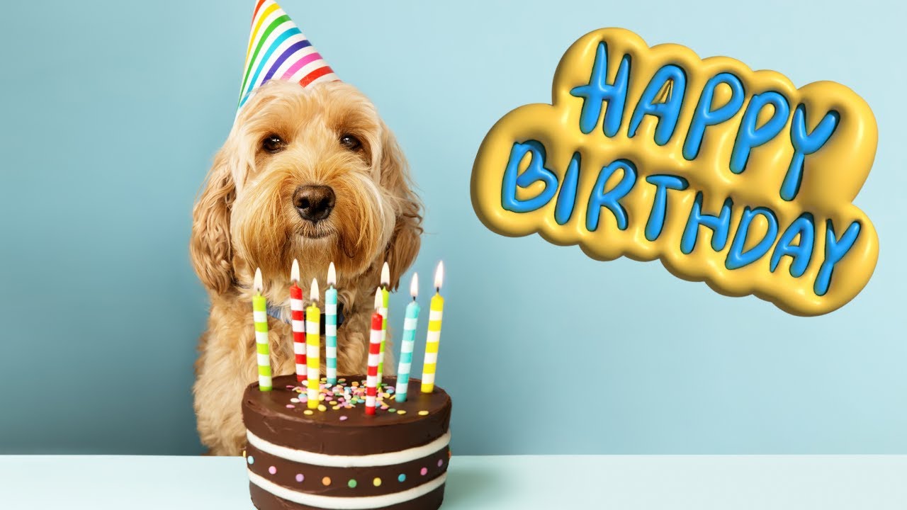 Happy Birthday Song with Cute Dogs | Dog Song