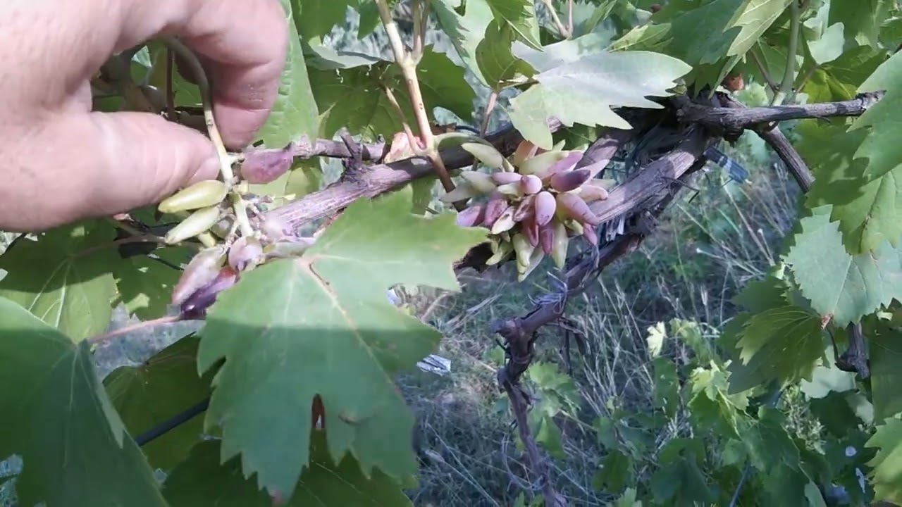 Witch finger|Healthy fruiting in Lahore|Grapes