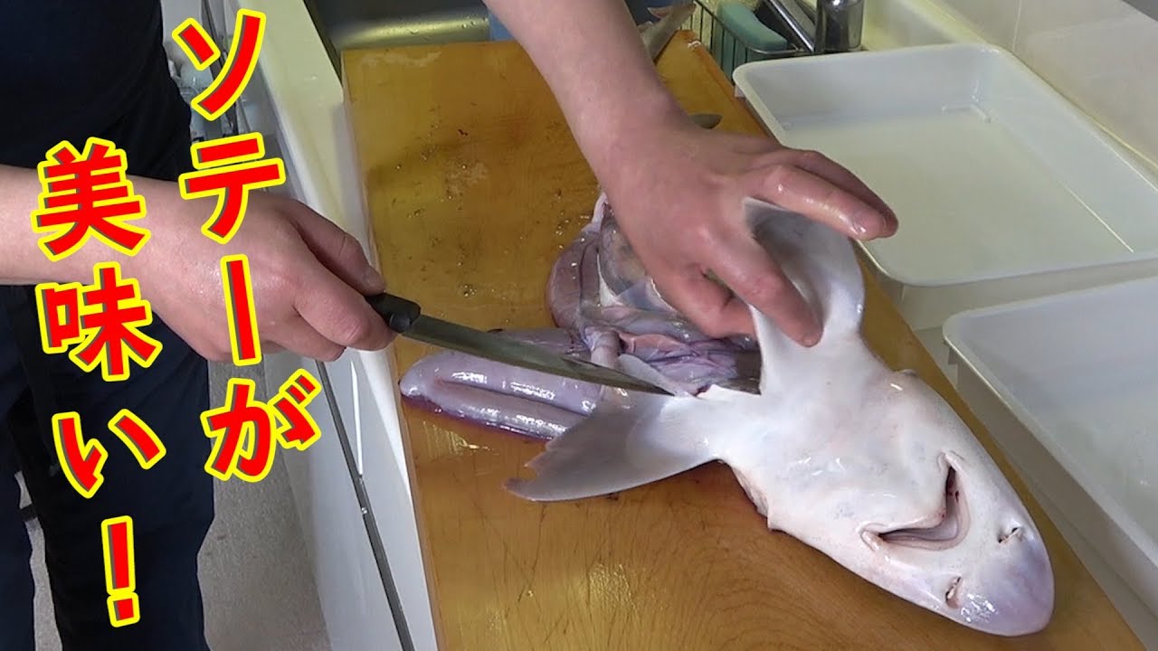 【美味】鮮度抜群のシロザメを捌いてみたら事件が起こったよ！！