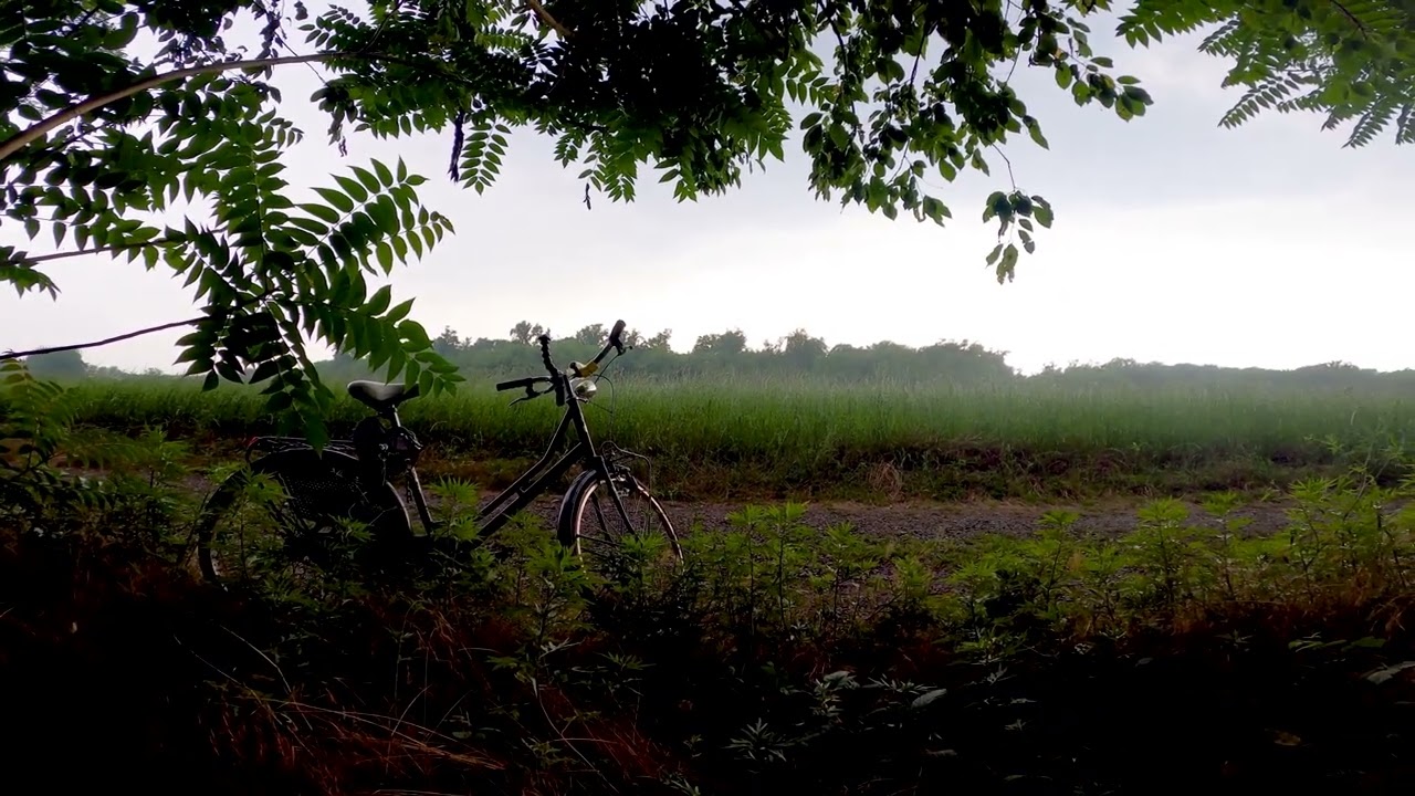 ASMR Rain Sound with Bicycle standing under tree - Relaxing sleep sound #asmr #rainsounds