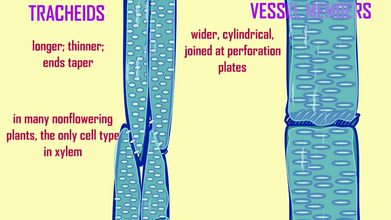 tracheids