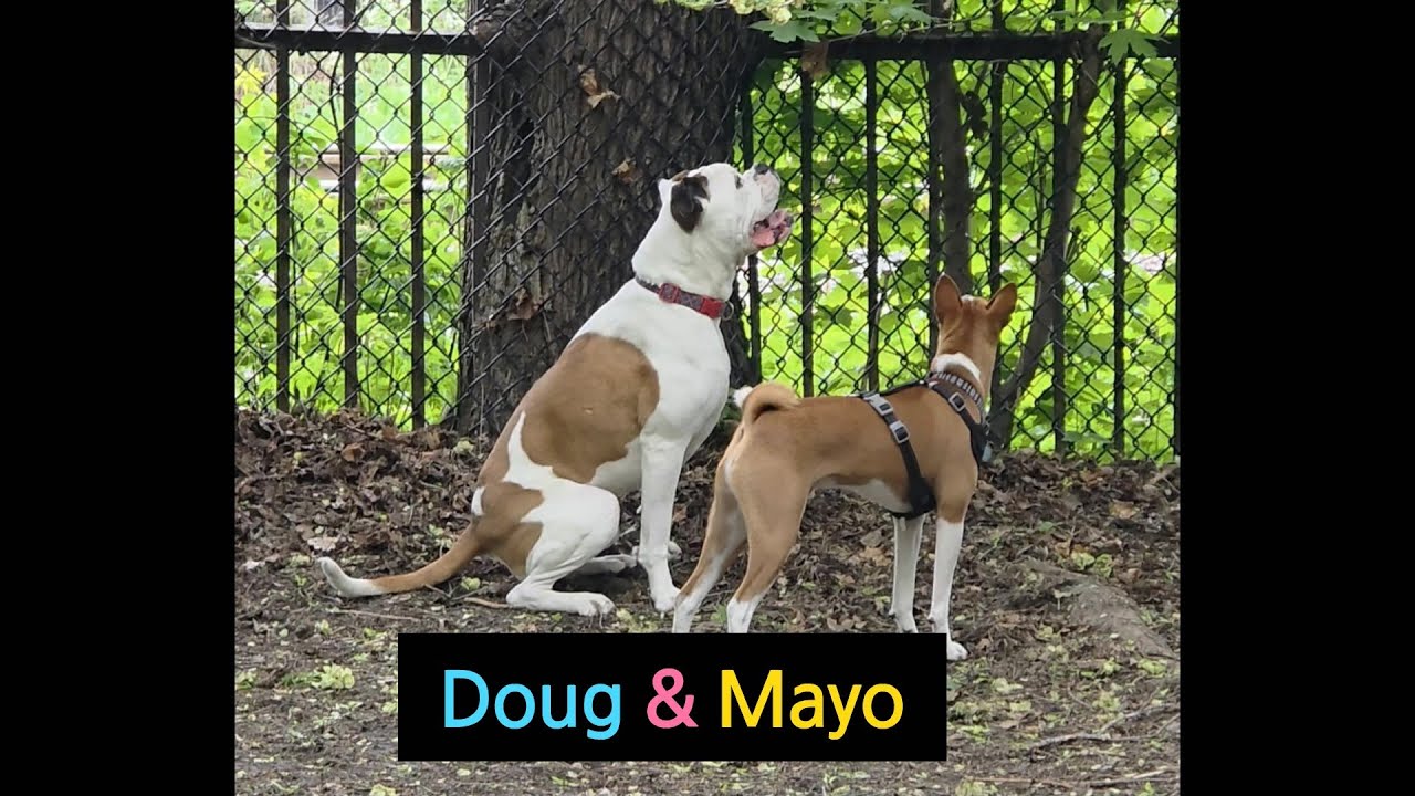 Mayo & Doug. may 2025
