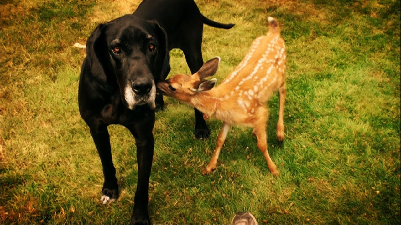 Dog babysits deer - Animal Odd Couples Episode 1 Preview - BBC