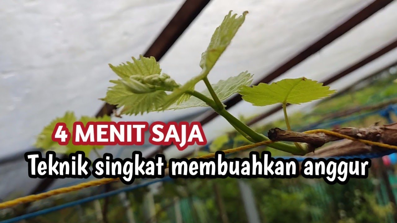 cara membuahkan anggur sistem pruning total
