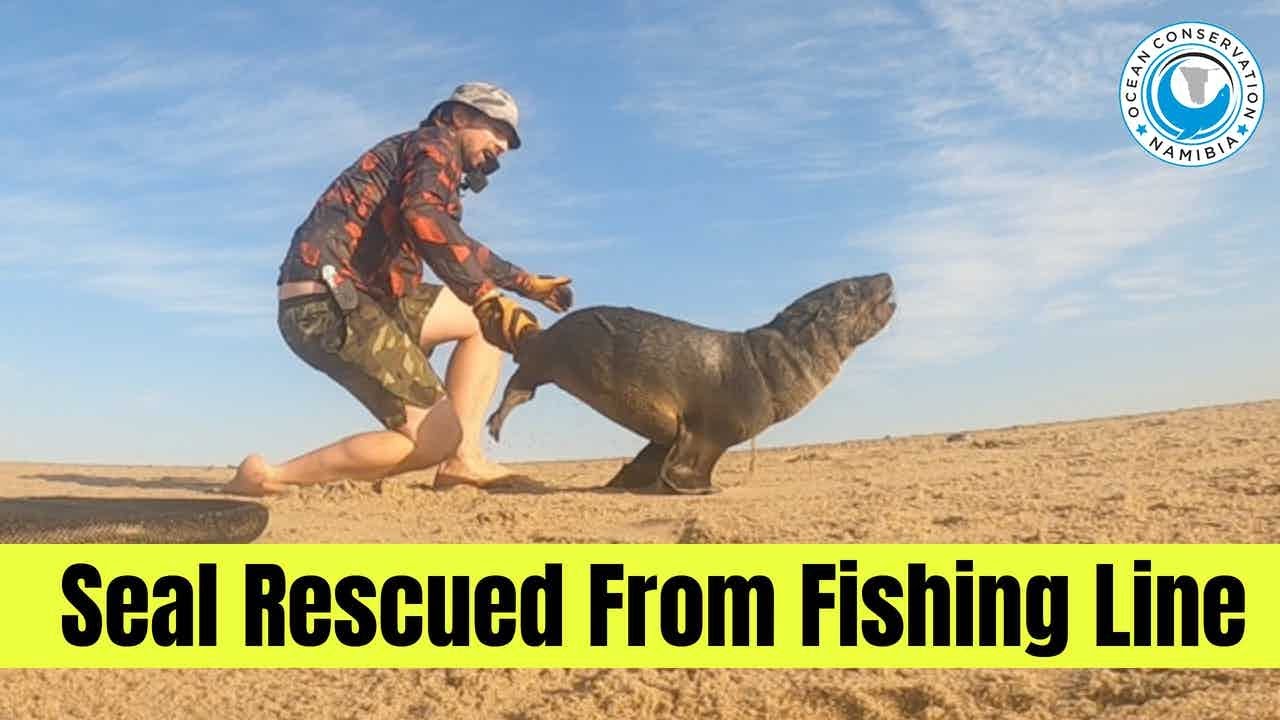 Seal Rescued from Fishing Line Entanglement